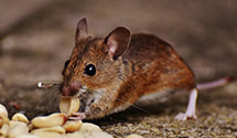 24 Hour & Emergency Exterminators in Paradise, MT